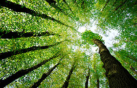 Wald Holzdeklaration